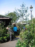 Marché aux fleurs