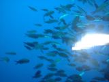 Submarine - fishes
