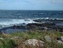 Seals near Burroughston